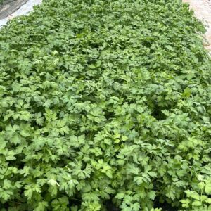 persil la botte Provence